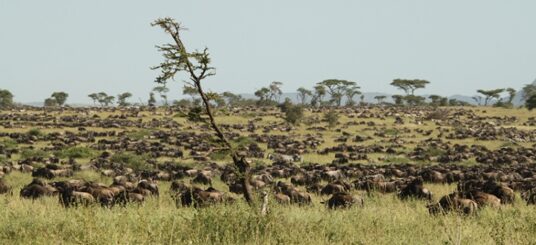 Explore the Serengeti National Park, Tanzania
