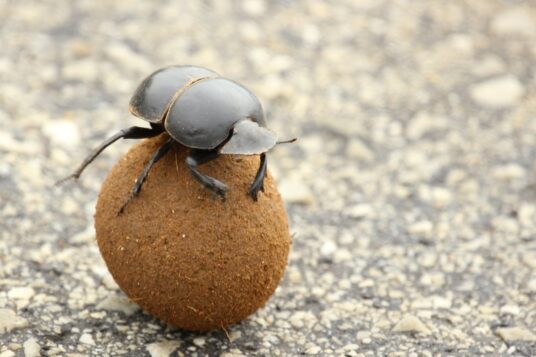 A ‘roller’ pushing a ball which may be more than 300 times its own weight.