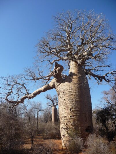 Reaching 30m in height, with a circumference in excess of 28m, the baobab tree can live for several thousand years.
