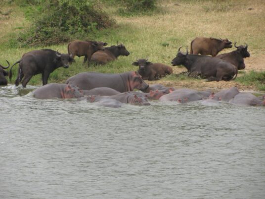 Buffalo and Hippos are dependant on water
