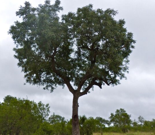 Elephants, bees and the marriage tree