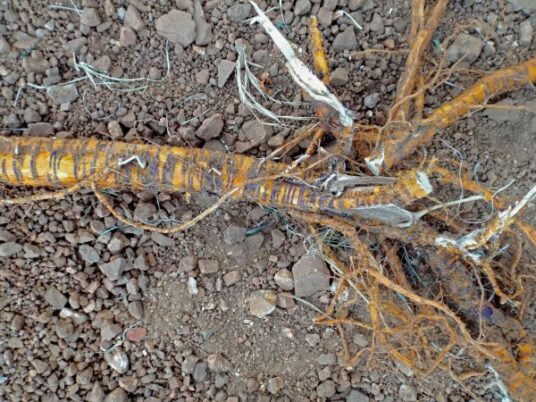 The root before preparation