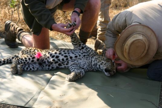 Leopard Conservation Experience