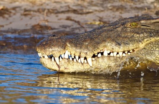 Nile crocodile