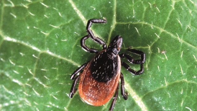 Bush Craft: Ticks & Tick Bites