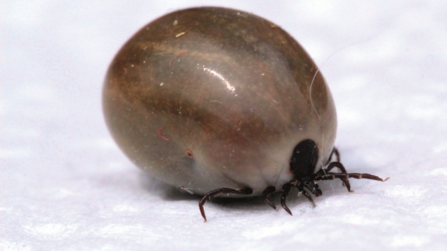 Bush Craft: Ticks & Tick Bites