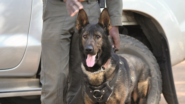 Game Watch: Man's Best Friend Game Watch: Man's Best Friend