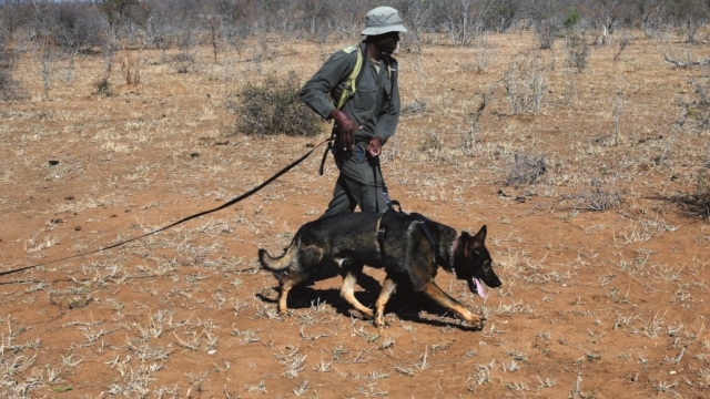 Game Watch: Man's Best Friend Game Watch: Man's Best Friend