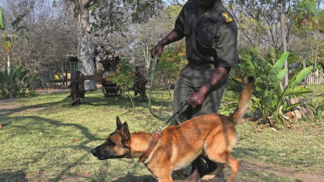 Game Watch: Man's Best Friend Game Watch: Man's Best Friend