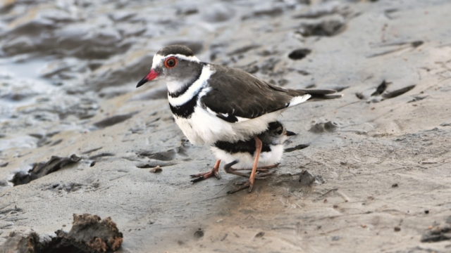 Game Watch: Let Nature Nurture