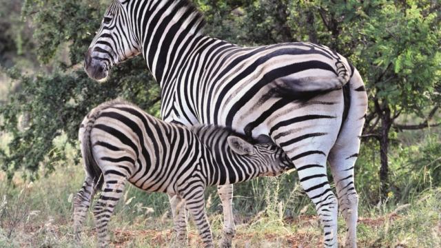 Game Watch: Let Nature Nurture