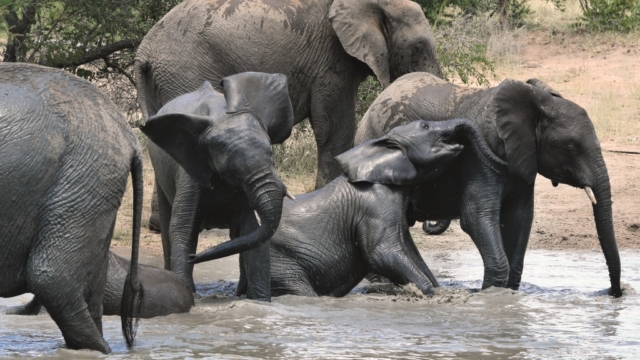 Game Watch: Let Nature Nurture