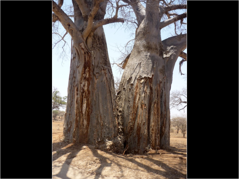 The outer layer of bark is dry enough to ignite. The outer layer of bark is dry enough to ignite.