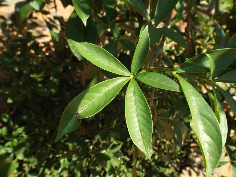 The leaves
are said to have a number of medicinal uses which varies from country to country The leaves are said to have a number of medicinal uses which varies from country to country