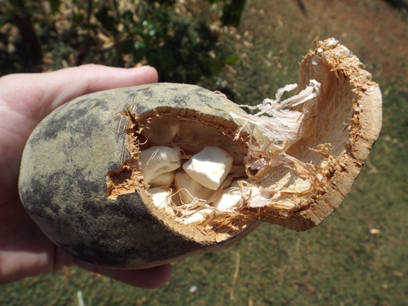 The fruit of the baobab tree has many uses. The fruit of the baobab tree has many uses.