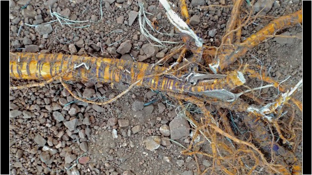 The root before preparation The root before preparation