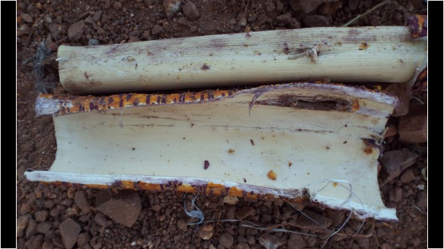 Bark removed from the sapwood Bark removed from the sapwood