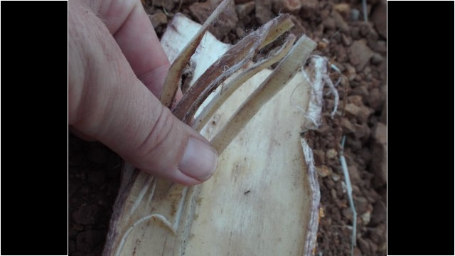 Gently peel away the phloem Gently peel away the phloem