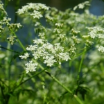 Avoid plants which have Umbrella-like flower heads; they can be mistaken for several similar edible types.