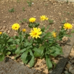Dandelion has a milky sap but can be eaten, which is an exception to the rule.