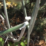 If a plant releases a mily sap when broken, avoid it. The sap is poisonous.