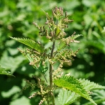 Plants with hairs on the leaf or stem should be avoided. Stinging nettles are an exception, boil them renders them edible.