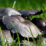 The edibility test cannot be used to identify non-poisonous from poisonous fungi.