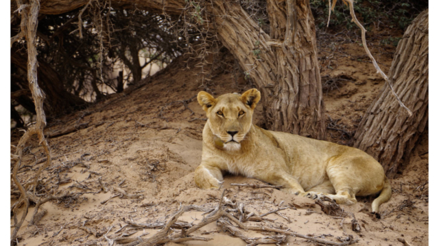A desert-adapted lioness lounges beneath a thorn tree near the Wilderness Safaris Skeleton Coast Lodge.