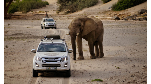 Encountering the desert-adapted elephants up close in the Hoanib River.
