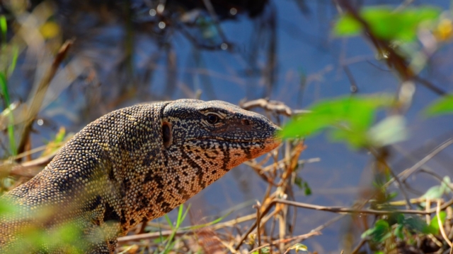Nile monitors watch over the small lagoon at Lomagundi. Menacing as they look, they scatter on sight.