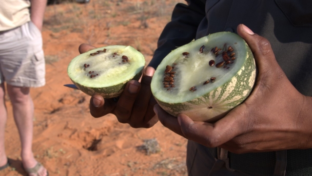 Tsamma melon