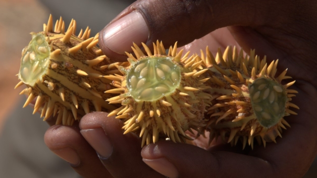 Spiky cucumber