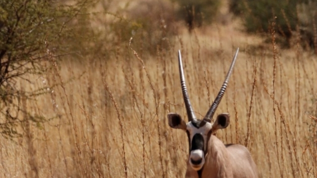 Gemsbok are found in abundance in the park.