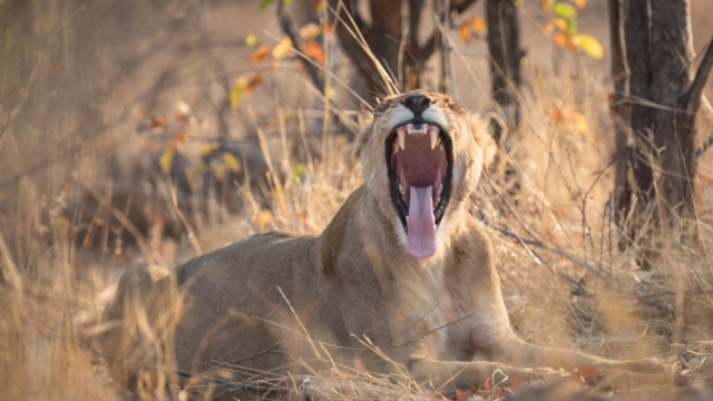 Wildlife is abundant in Hwange, and easy to spot around waterholes in the dry season.